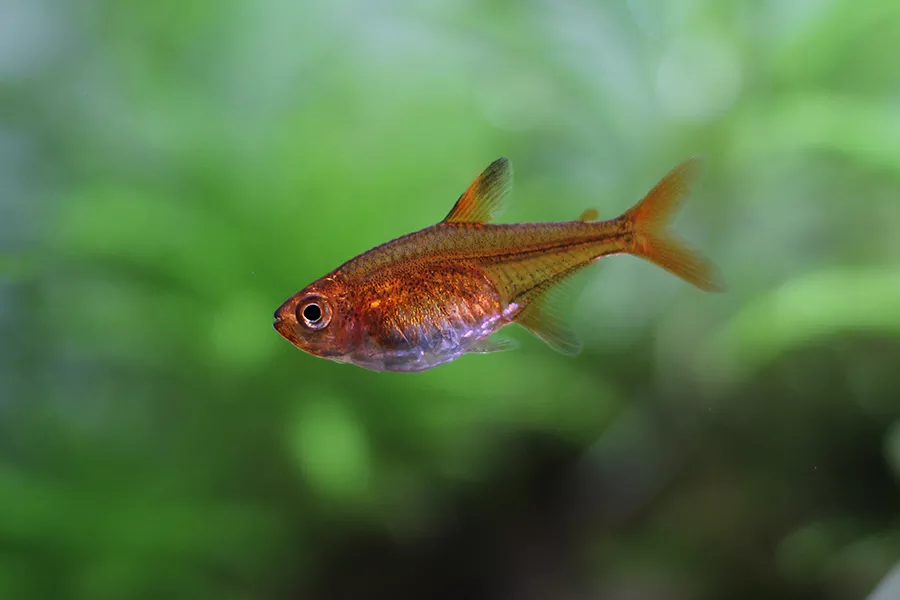 pritlikava rdeča tetra